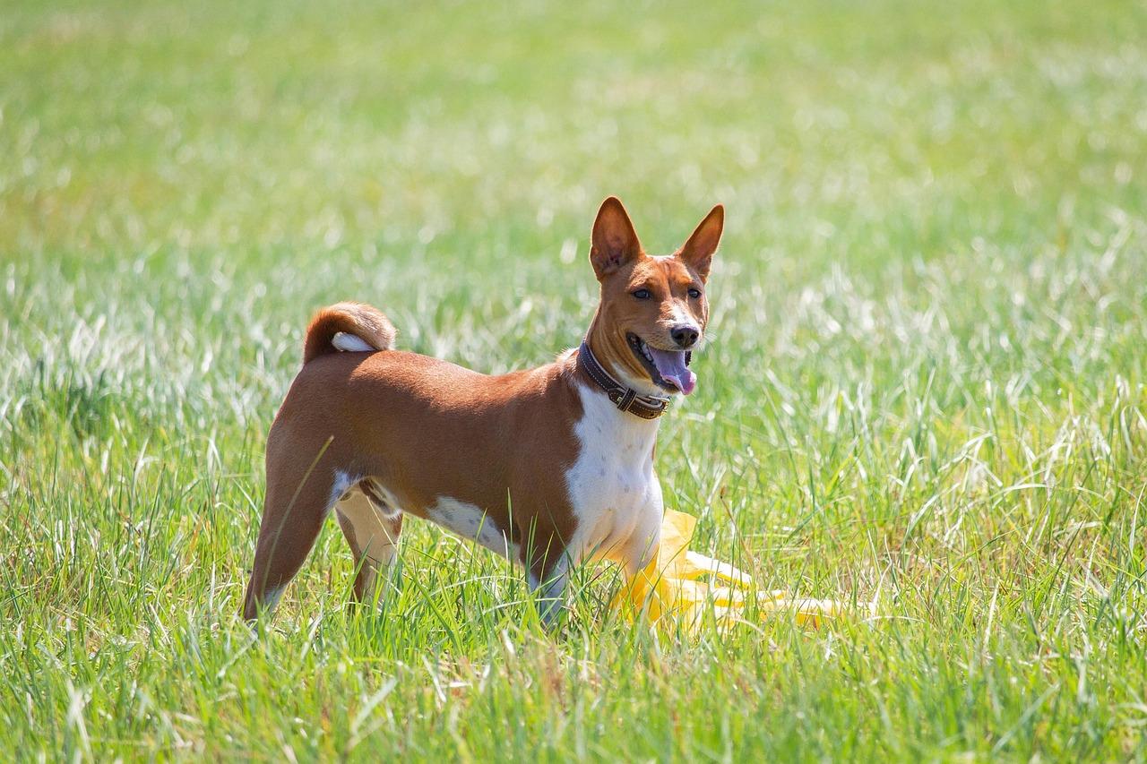 A happy basenji dog running through a grassy field, ears up, tongue out